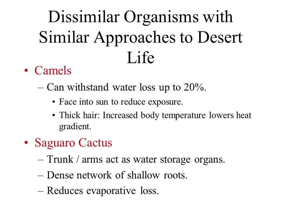 Dissimilar Organisms with Similar Approaches to Desert Life Camels –Can withstand water loss up to 20%.