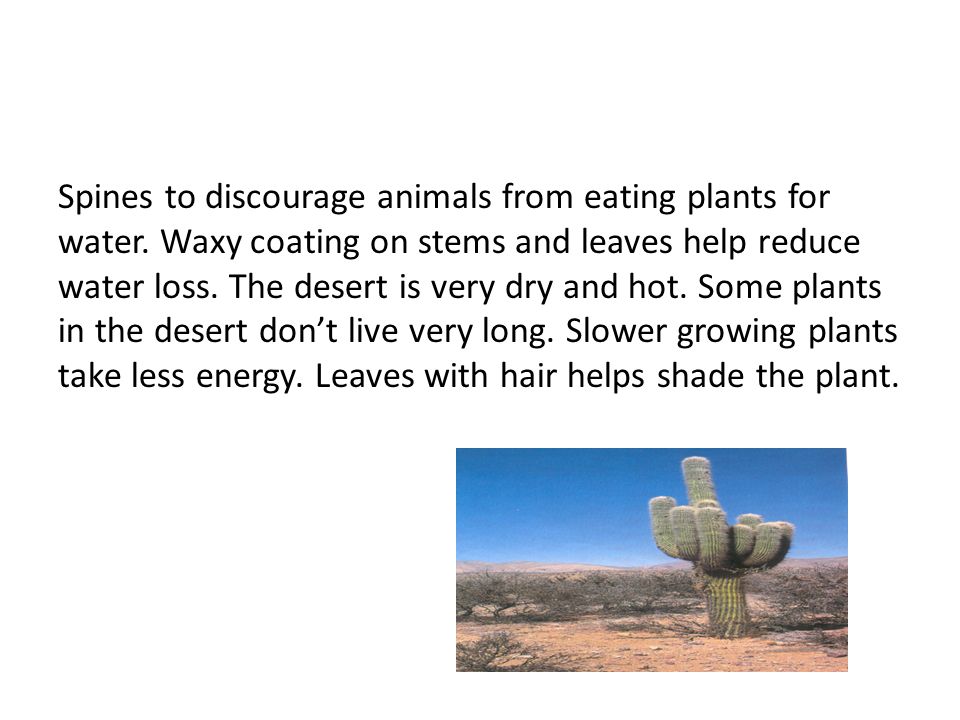 Plant adaptations. Plants have adaptations to help them survive.