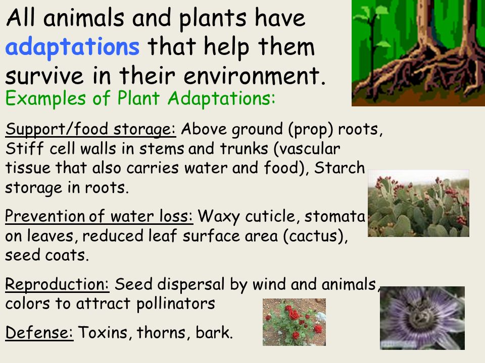 All animals and plants have adaptations that help them survive in their  environment. Examples of Plant Adaptations: Support/food storage: Above  ground. - ppt download