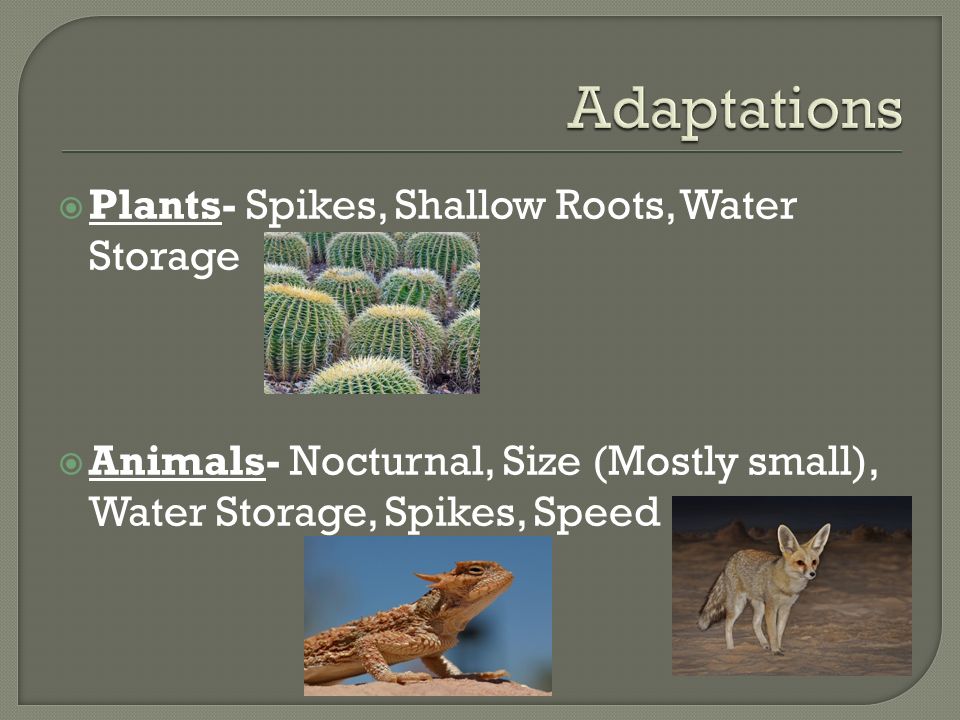 Plants- Spikes, Shallow Roots, Water Storage  Animals- Nocturnal, Size (Mostly small), Water Storage, Spikes, Speed