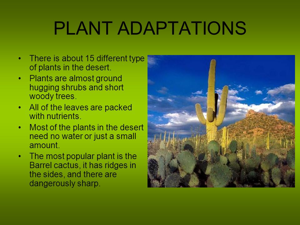 DESERT Ecosystem Project Alex,Cameron. LOCATION Deserts cover about one  fifth of the Earth's land surface. Most hot deserts are near the tropic of  cancer. - ppt download