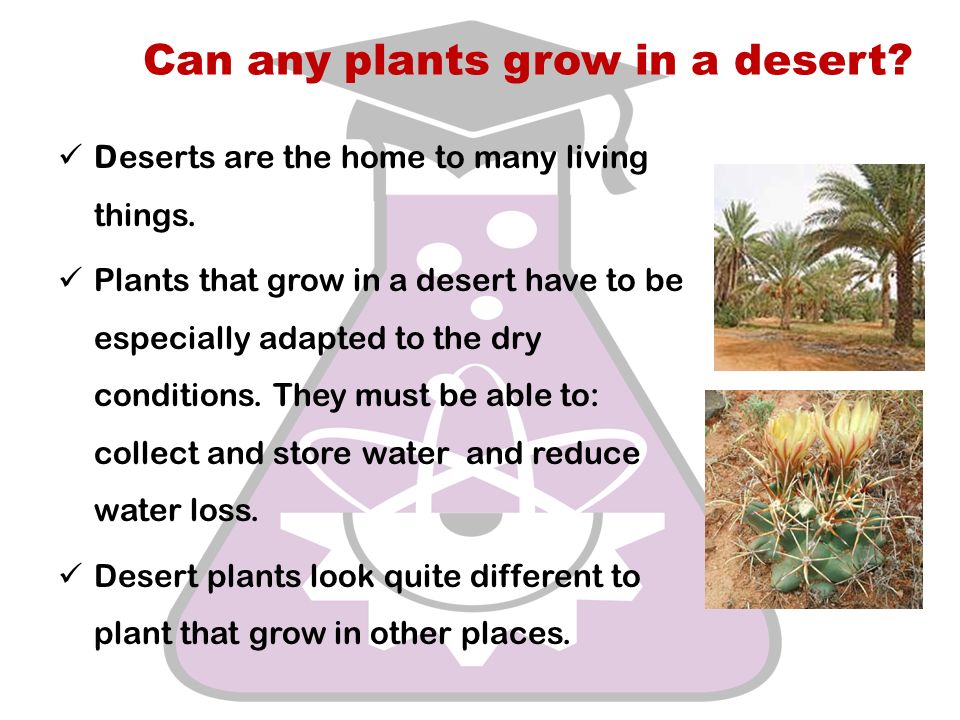 Can any plants grow in a desert. Deserts are the home to many living things.