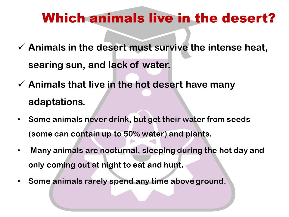Which animals live in the desert.