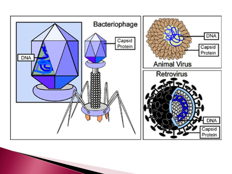 Types of viruses. File viruses. Вирус Ithaqua dos.
