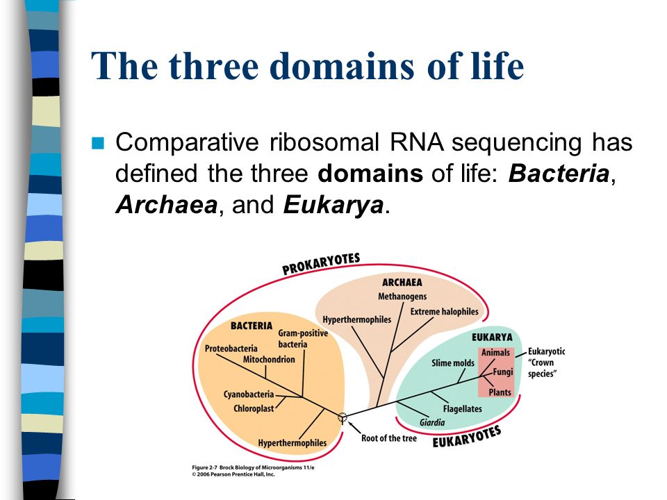 domains of life archaea bacteria eukarya venn diagram