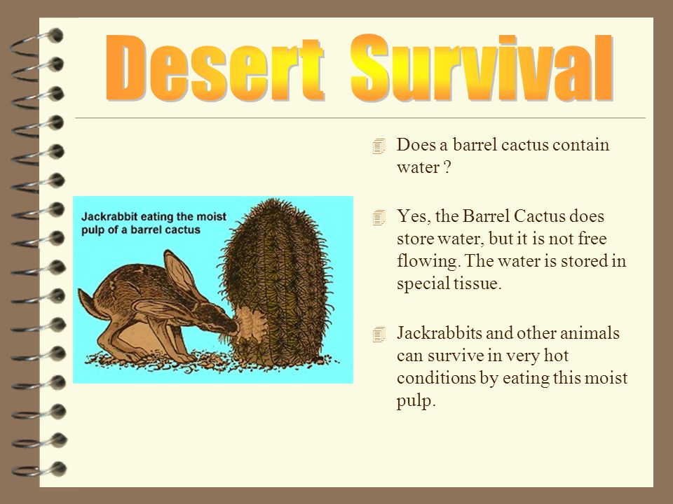 4 How do animals and plants survive in the Sonoran Desert, Arizona, USA ? 4  A presentation supplied by North Chadderton School, Oldham, Lancashire,  England. - ppt download