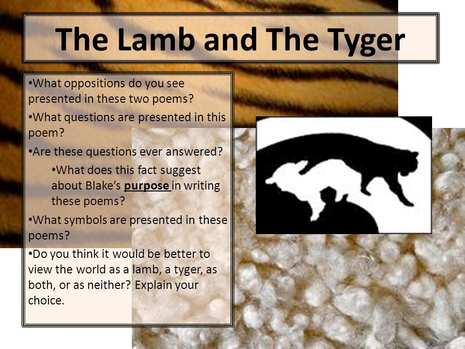 The Lamb and The Tyger What oppositions do you see presented in these two poems.