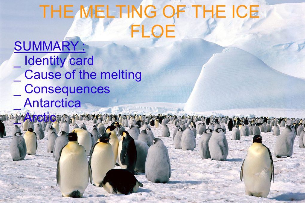 THE MELTING OF THE ICE FLOE SUMMARY : _ Identity card _ Cause of the melting _ Consequences _ Antarctica _ Arctic