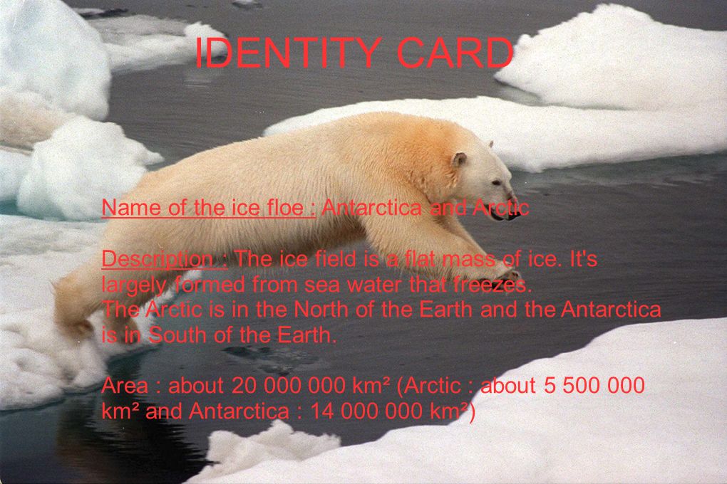 IDENTITY CARD Name of the ice floe : Antarctica and Arctic Description : The ice field is a flat mass of ice.