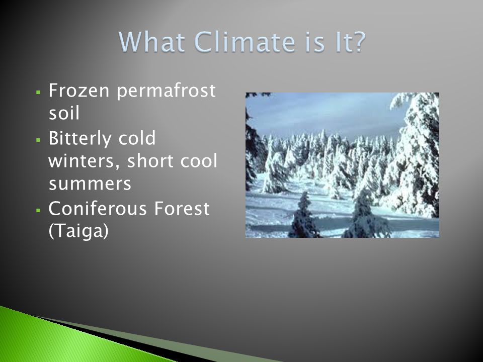  Frozen permafrost soil  Bitterly cold winters, short cool summers  Coniferous Forest (Taiga)