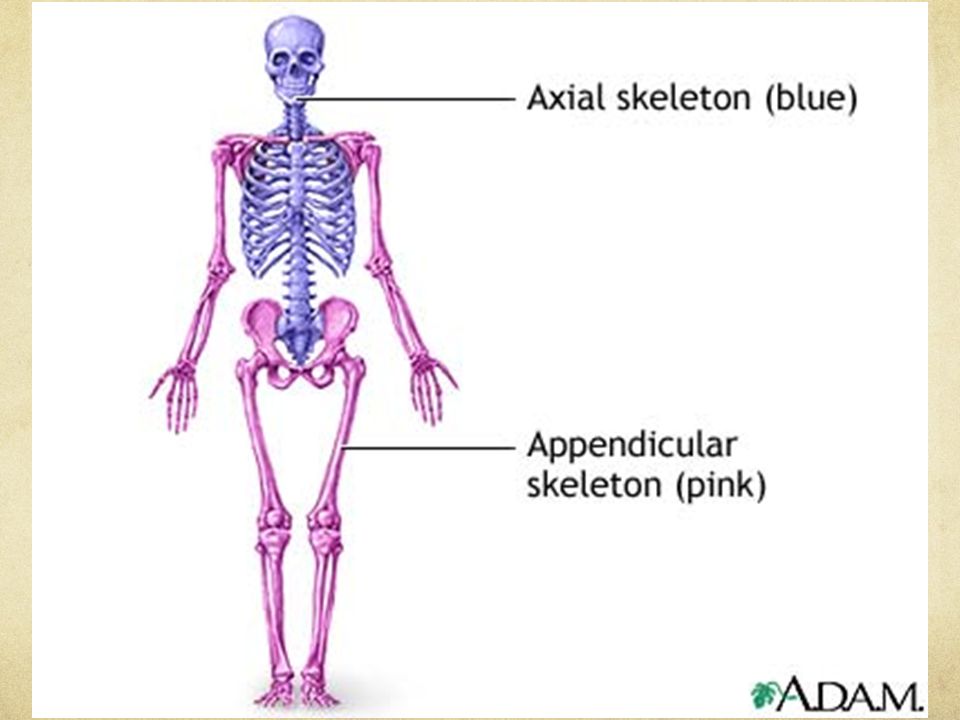 Valuable The facial skeleton was You The facial skeleton confirm