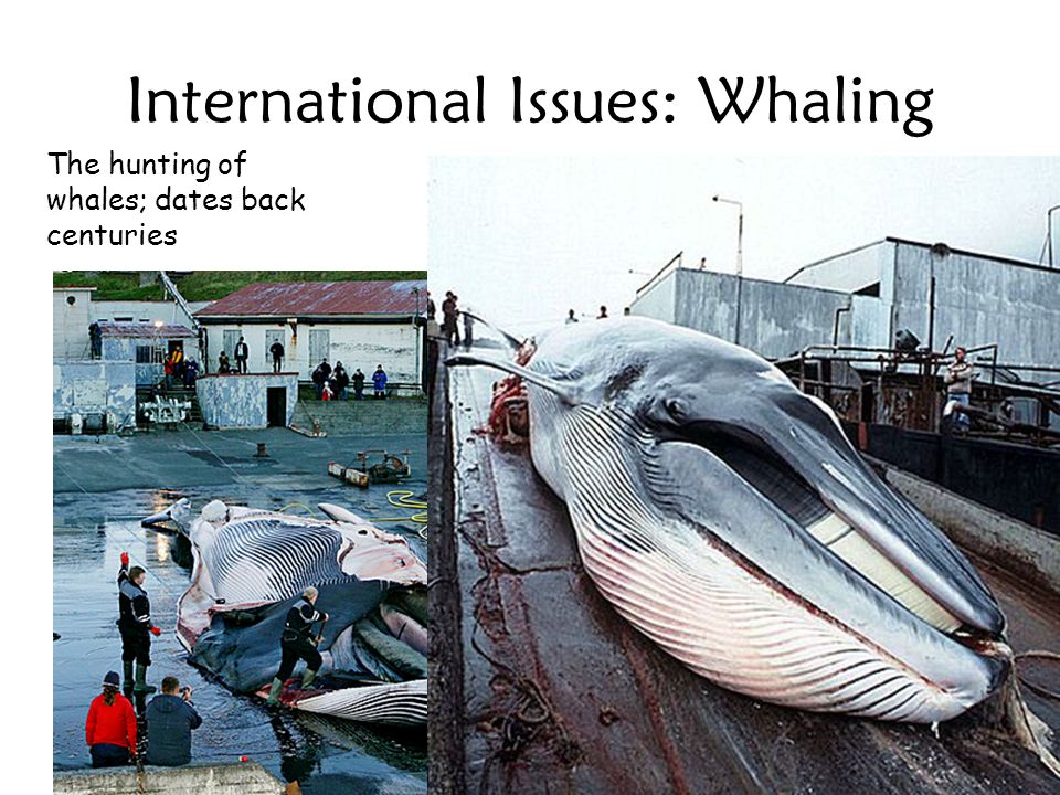 International Issues: Whaling The hunting of whales; dates back centuries