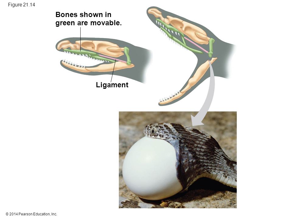© 2014 Pearson Education, Inc. Figure Bones shown in green are movable. Ligament