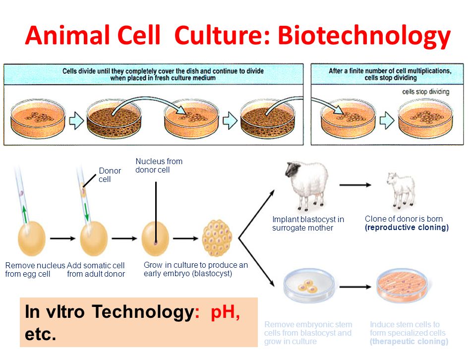 pH Meter, CALIBRATION (INSTRUMENTS) and Gatot Ciptadi FAKULTAS PETERNAKAN -  UB Biotech Laboratory (Animal Cell Biotechnology) - ppt download