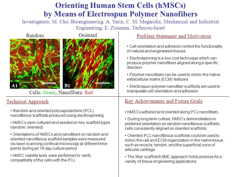 Orienting Human Stem Cells (hMSCs) by Means of Electrospun Polymer Nanofibers Investigators: M.