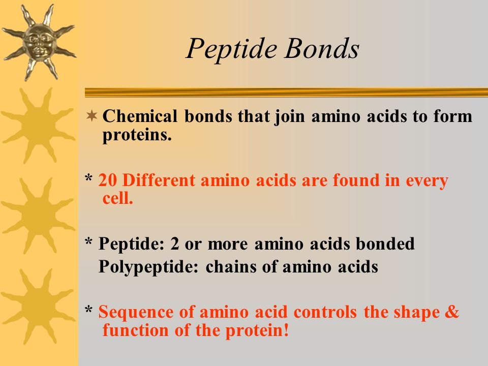 Peptide Bonds  Chemical bonds that join amino acids to form proteins.