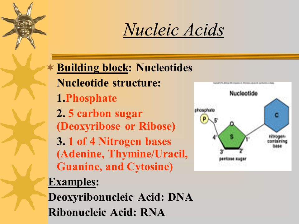 Nucleic Acids  Building block: Nucleotides Nucleotide structure: 1.Phosphate 2.