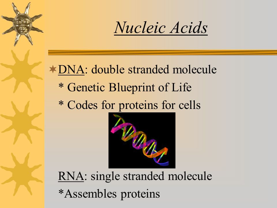 Nucleic Acids  DNA: double stranded molecule * Genetic Blueprint of Life * Codes for proteins for cells RNA: single stranded molecule *Assembles proteins