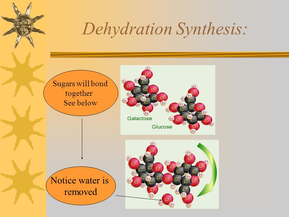 Dehydration Synthesis: Notice water is removed Sugars will bond together See below