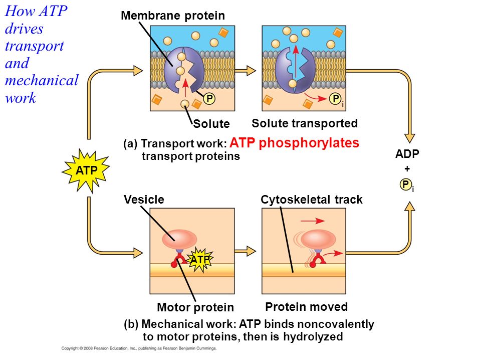How ATP drives transport and mechanical work (b) Mechanical work: ATP binds noncovalently to motor proteins, then is hydrolyzed Membrane protein P i ADP + P Solute Solute transported P i VesicleCytoskeletal track Motor protein Protein moved (a) Transport work: ATP phosphorylates transport proteins ATP
