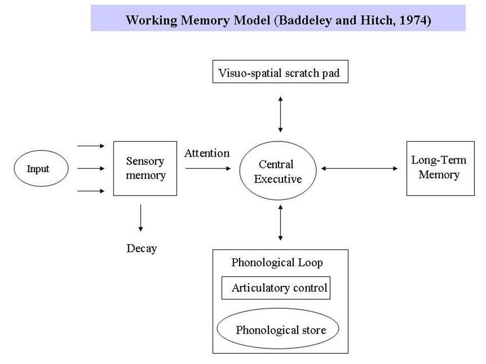 Working model. Модель рабочей памяти Бэддели. Модель Бэддели и Хитча. Working Memory model. Working Memories.