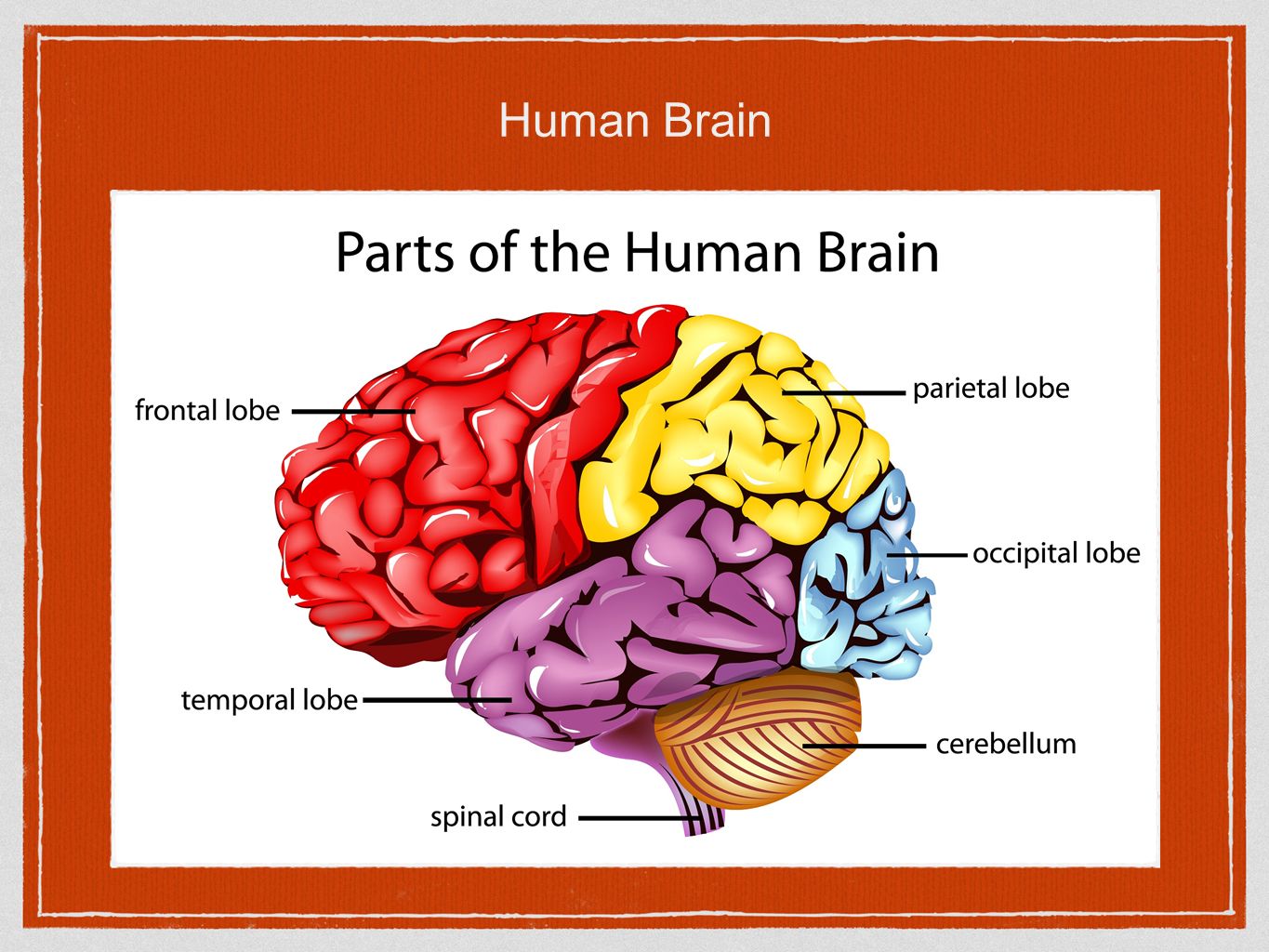 He is a brain. Строение мозга на английском. The Human Brain Cerebrum. Доли мозга на английском. Схема мозга на английском.
