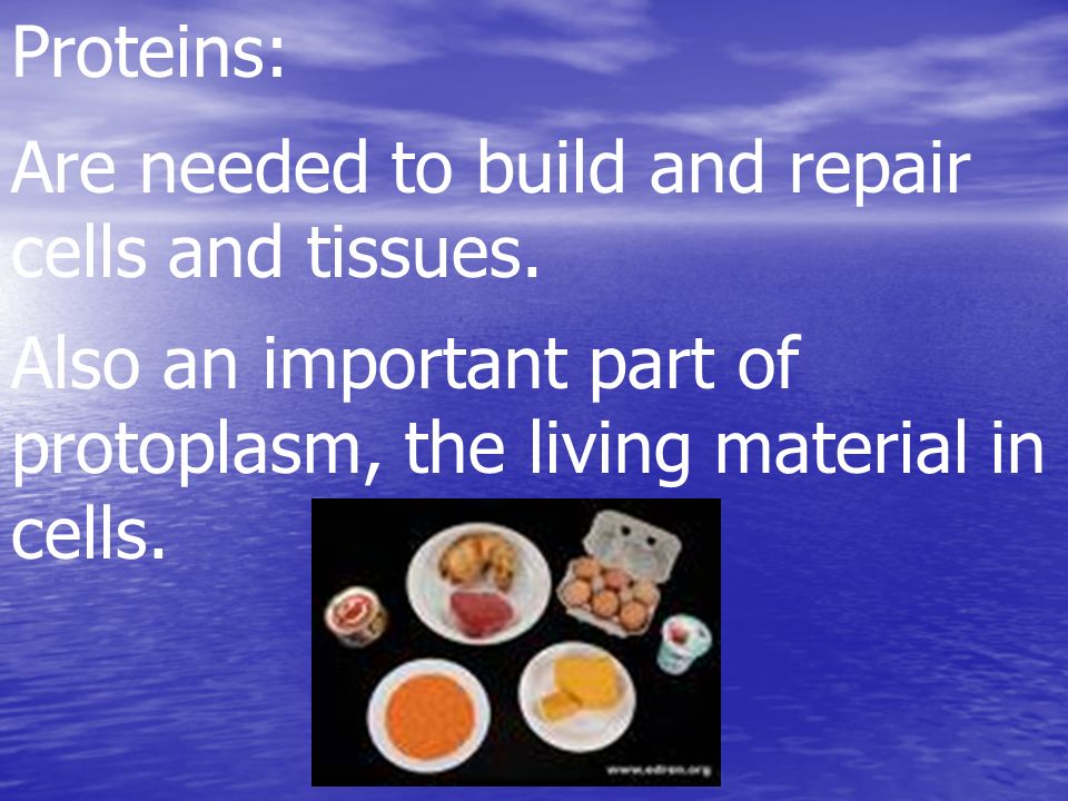 Proteins: Are needed to build and repair cells and tissues.