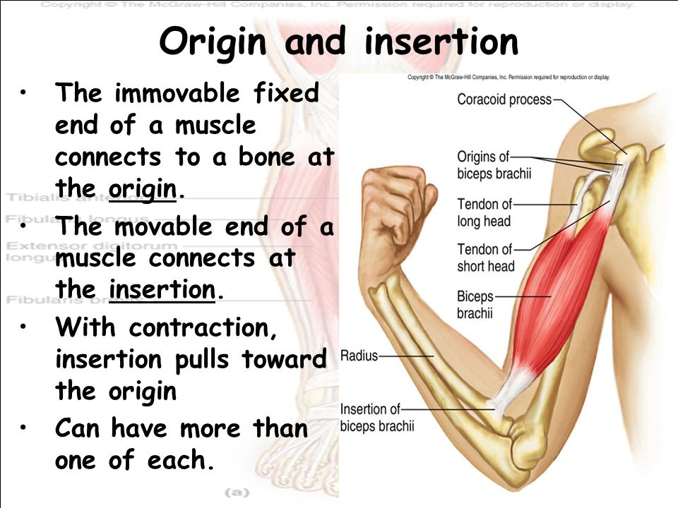 Skeletal Muscle Action. Origin and insertion The immovable fixed end of a  muscle connects to a bone at the origin. The movable end of a muscle  connects. - ppt download