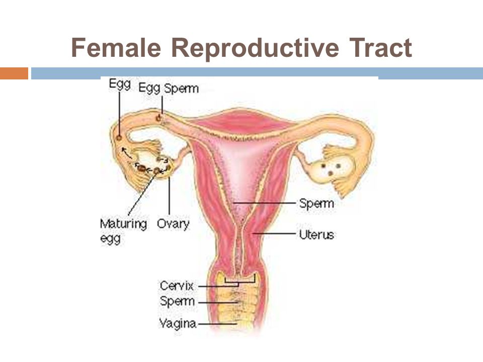 Female Reproductive Tract