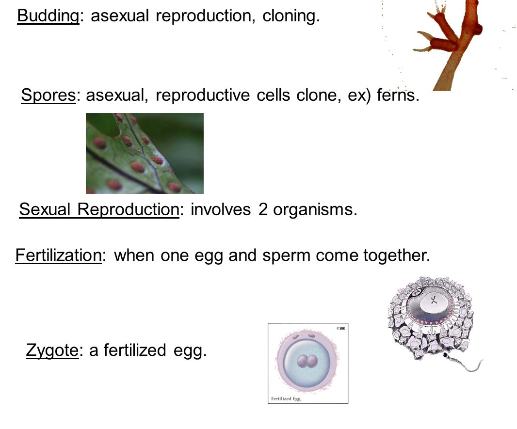 disadvantages of reproductive cloning