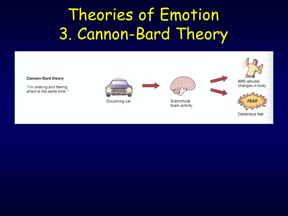 Theories of Emotion 3. Cannon-Bard Theory