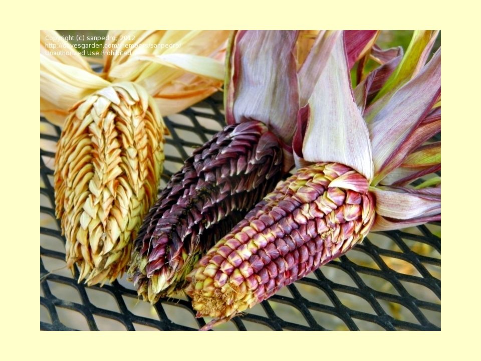 alcohol Manners probability Problem Area 9 Agronomic Crops. Growing Field Corn. - ppt download
