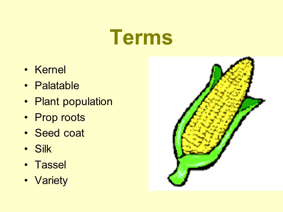 Terms Kernel Palatable Plant population Prop roots Seed coat Silk Tassel Variety