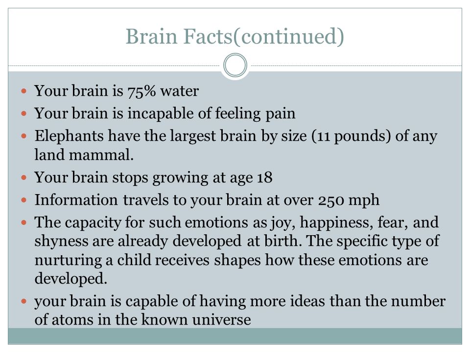 HOW MUCH DOES YOUR BRAIN WEIGH? WHAT ANIMAL HAS THE LARGEST BRAIN?  Bellwork: Open your notebooks, date them 3/16, and answer the following  question: - ppt download