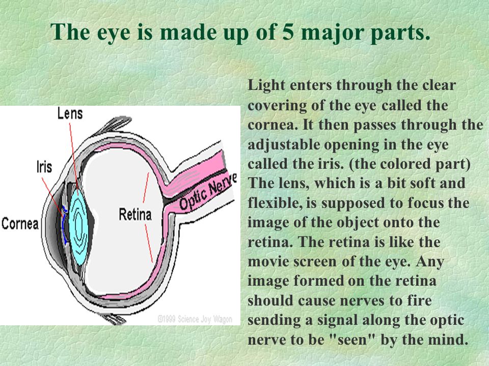 The eye is made up of 5 major parts.