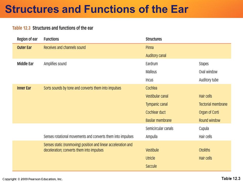 Copyright © 2009 Pearson Education, Inc. Table 12.3 Structures and Functions of the Ear