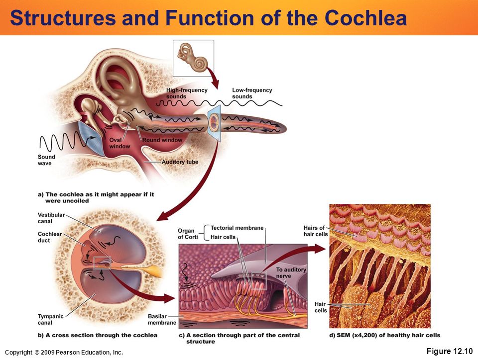 Copyright © 2009 Pearson Education, Inc. Figure Structures and Function of the Cochlea