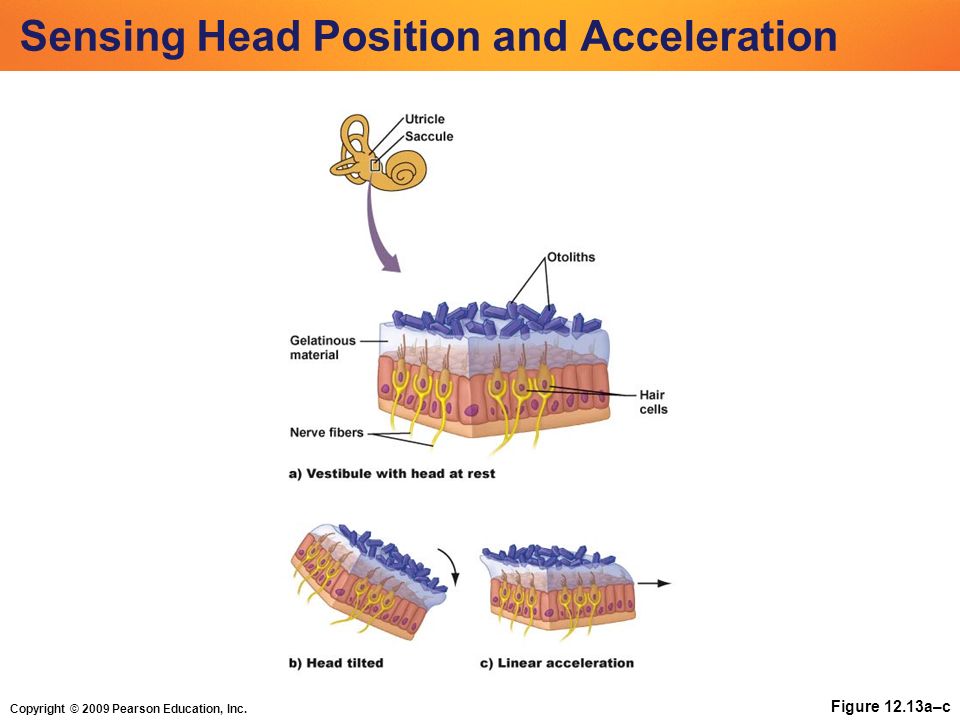 Copyright © 2009 Pearson Education, Inc. Figure 12.13a–c Sensing Head Position and Acceleration