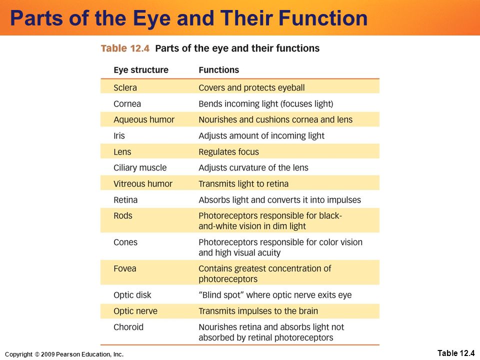 Copyright © 2009 Pearson Education, Inc. Table 12.4 Parts of the Eye and Their Function
