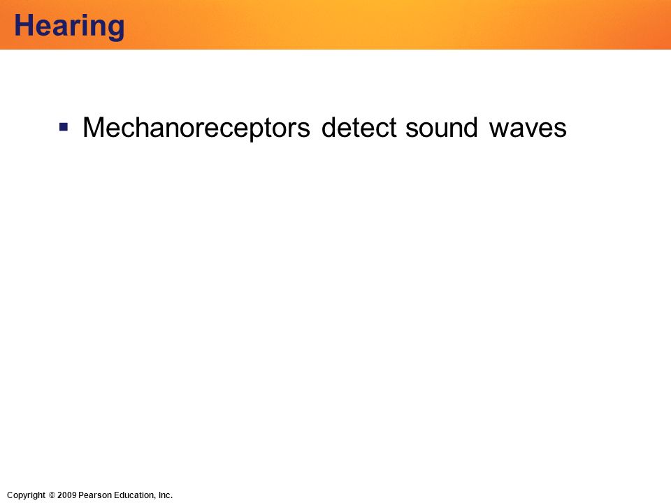 Copyright © 2009 Pearson Education, Inc. Hearing  Mechanoreceptors detect sound waves