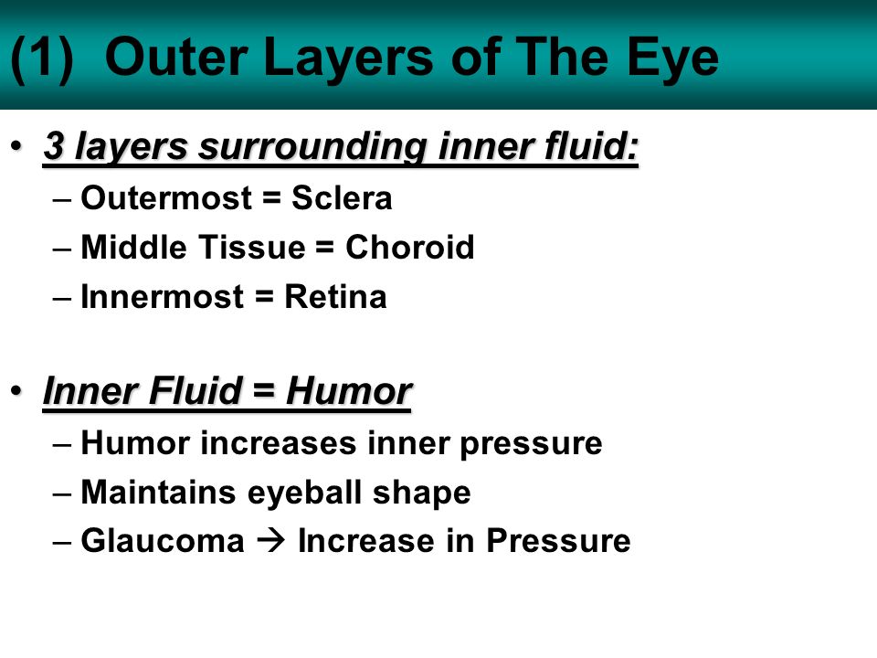 3 layers of the eye