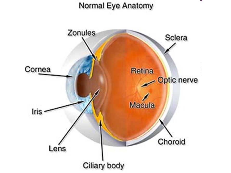eye ball layers