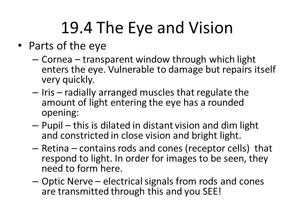 19.4 The Eye and Vision Parts of the eye – Cornea – transparent window through which light enters the eye.