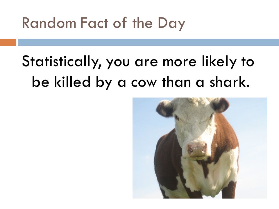 Random Fact of the Day Statistically, you are more likely to be killed by a cow than a shark.