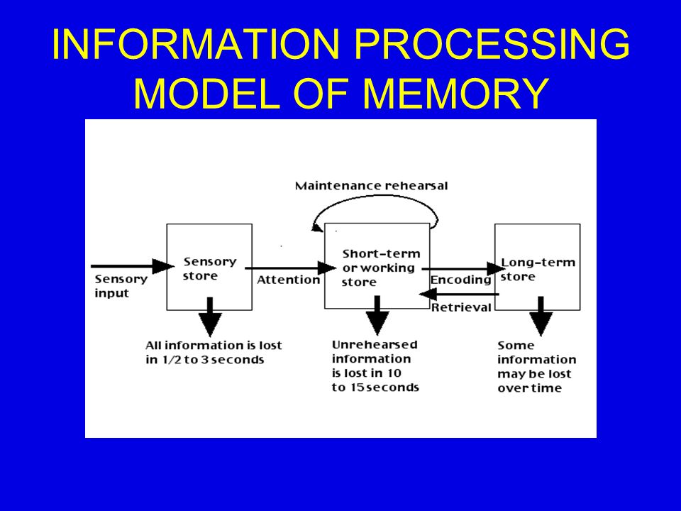 INFORMATION PROCESSING MODEL OF MEMORY