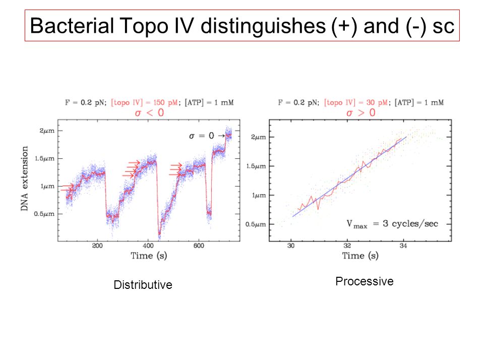 Bacterial Topo IV distinguishes (+) and (-) sc Distributive Processive