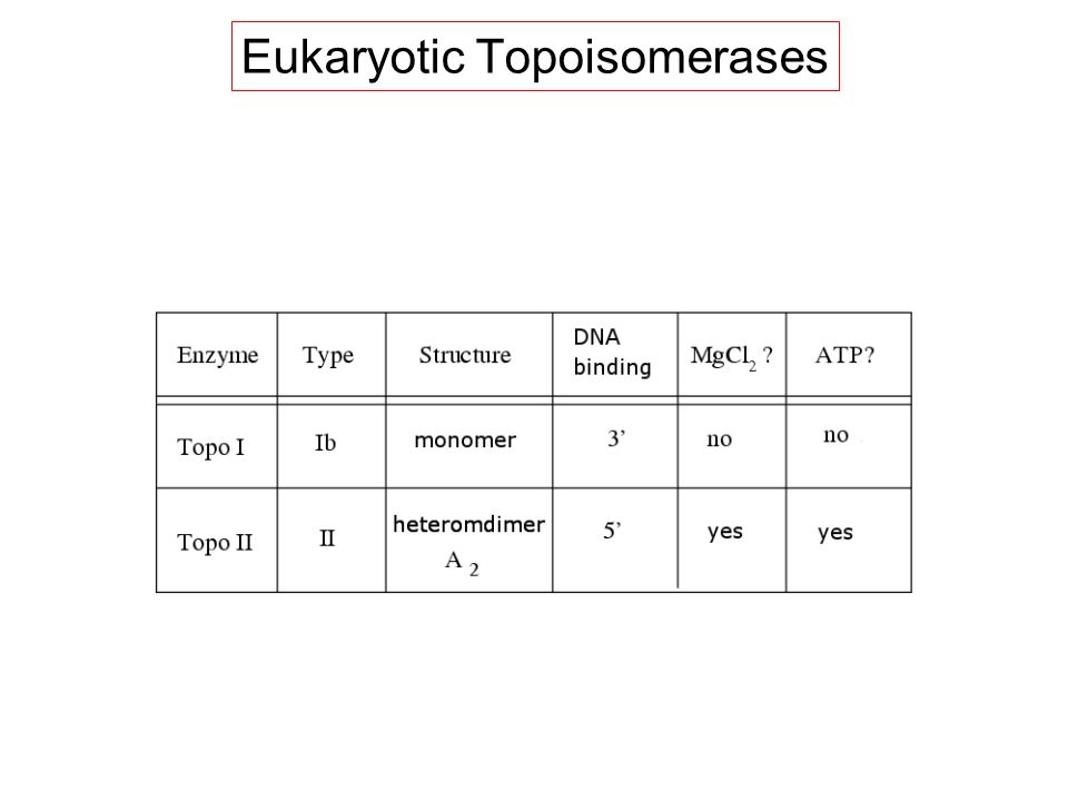 Eukaryotic Topoisomerases