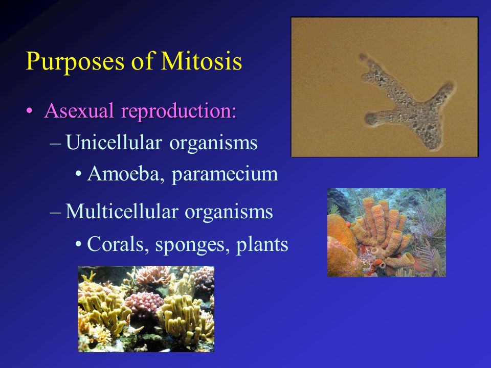 sponges can reproduce asexually by _________