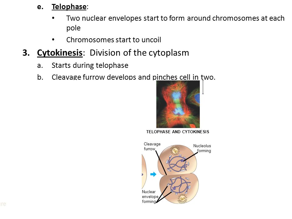 e.Telophase: Two nuclear envelopes start to form around chromosomes at each pole Chromosomes start to uncoil 3.Cytokinesis: Division of the cytoplasm a.Starts during telophase b.Cleavage furrow develops and pinches cell in two.