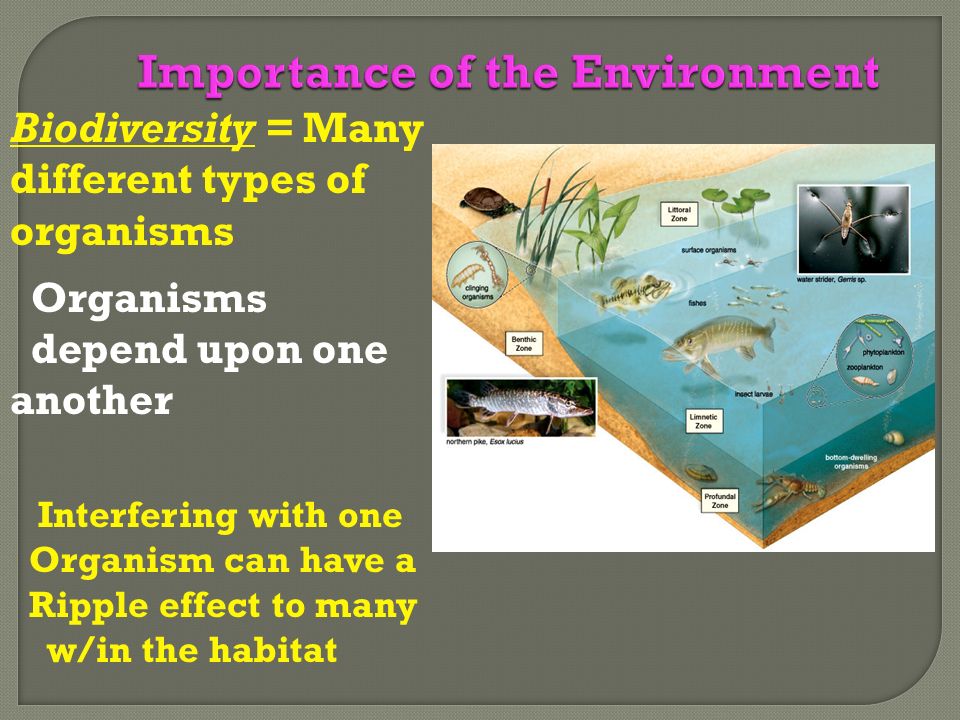 Biodiversity = Many different types of organisms Organisms depend upon one another Interfering with one Organism can have a Ripple effect to many w/in the habitat